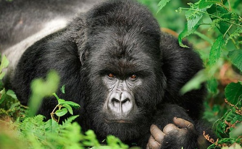 hegyi-gorilla