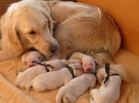 golden-retriever-es-kolykei