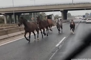 Ki a felelős, ha lovak vágtatnak az autópályán?