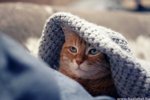 Hogyan kezeljük a macskák veseproblémáit?