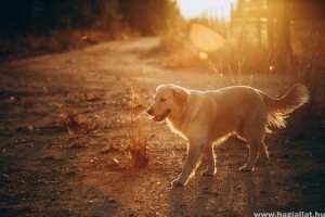 Nyári kirándulás kutyával: 5 tipp, hogy biztonságossá tedd a kedvenced számára a szabadban töltött időt (x)