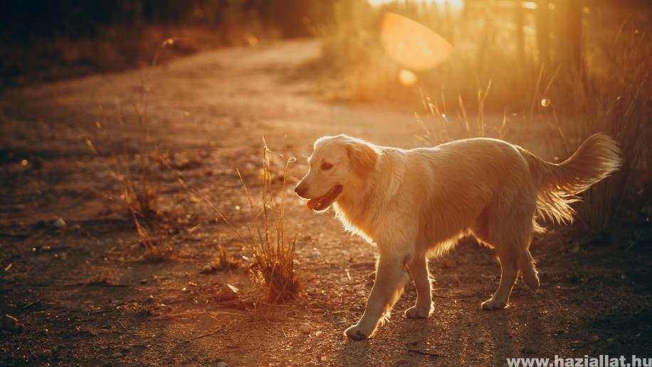 Nyári kirándulás kutyával: 5 tipp, hogy biztonságossá tedd a kedvenced számára a szabadban töltött időt (x)