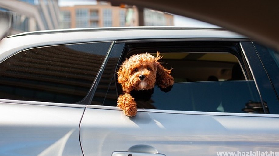 Soha ne hagyd a kutyádat forró autóban!