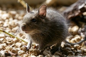 Degu, a bojtos farkincájú bohóc