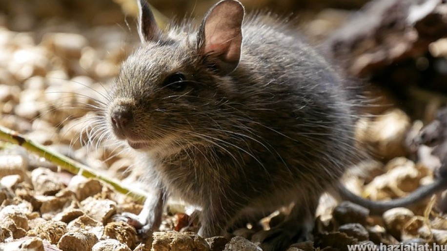 Degu, a bojtos farkincájú bohóc