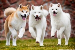 Akita inu, erős és tekintélyes kutyafajta