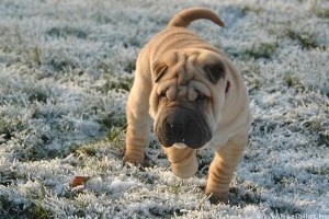 A shar-pei igazi családi kutya