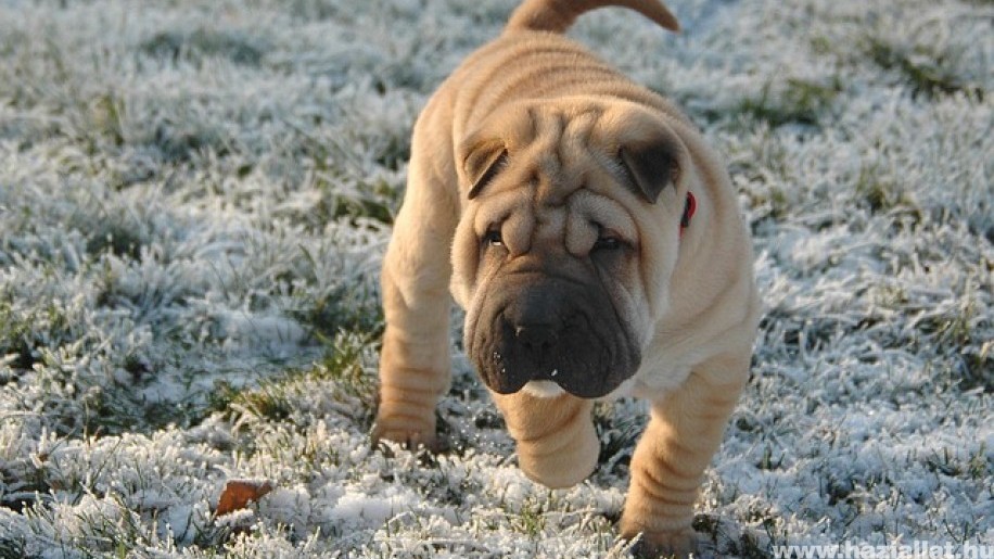 A shar-pei igazi családi kutya