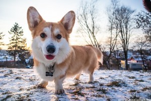 Meddig él a corgi?