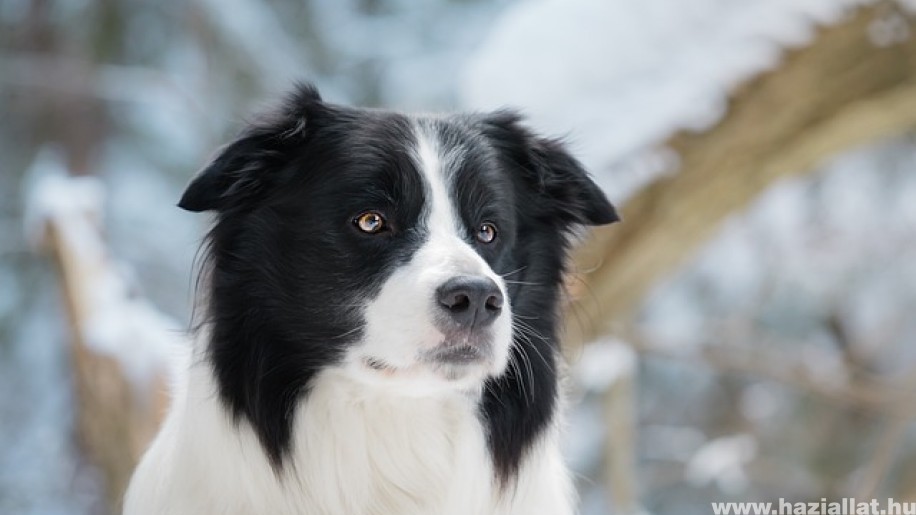 Meddig él a border collie?