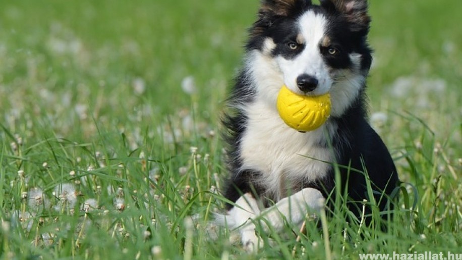 A legnépszerűbb nevek border collie számára