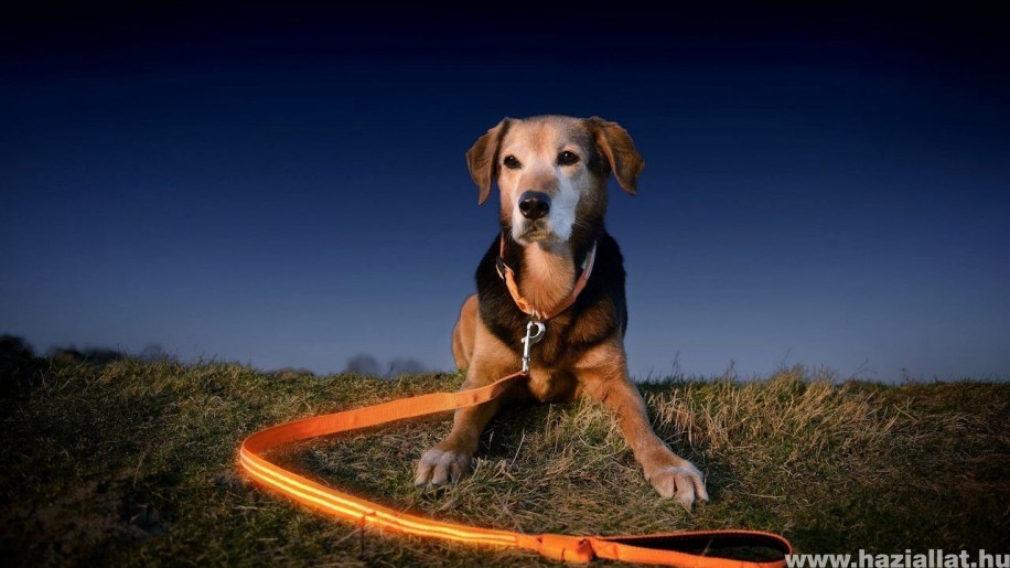 LED nyakörv és póráz - Ideális kiegészítő kutyája számára