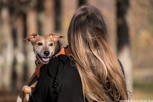 Ingyenessé válhat a kutyával való tömegközlekedés a fővárosban