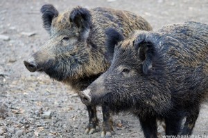 Vaddisznócsalád látogatott el a bevásárlóközpontba