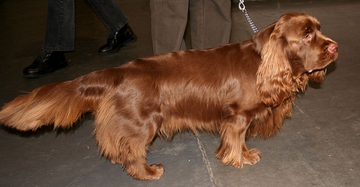 800px-sussex_spaniel_t43