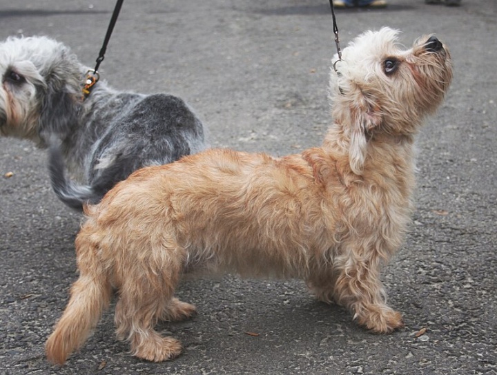 dandie_dinmont_terrier