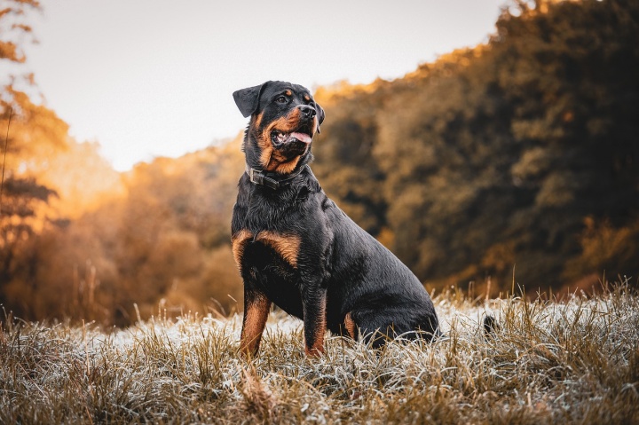 rottweiler-7510724_1280