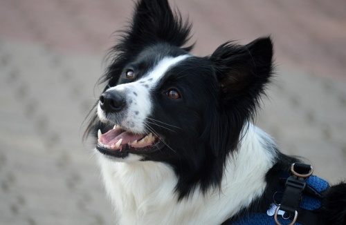 border-collie-8287329_640