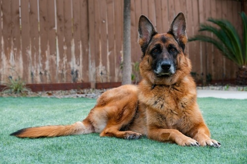 german-shepherd-dog-4459518_640