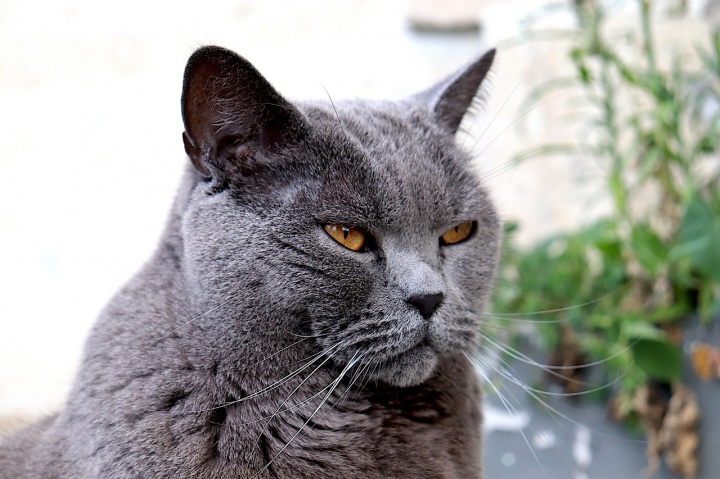 chartreux-6398608_1280