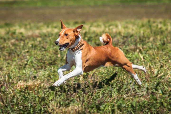 basenji-7043688_1280