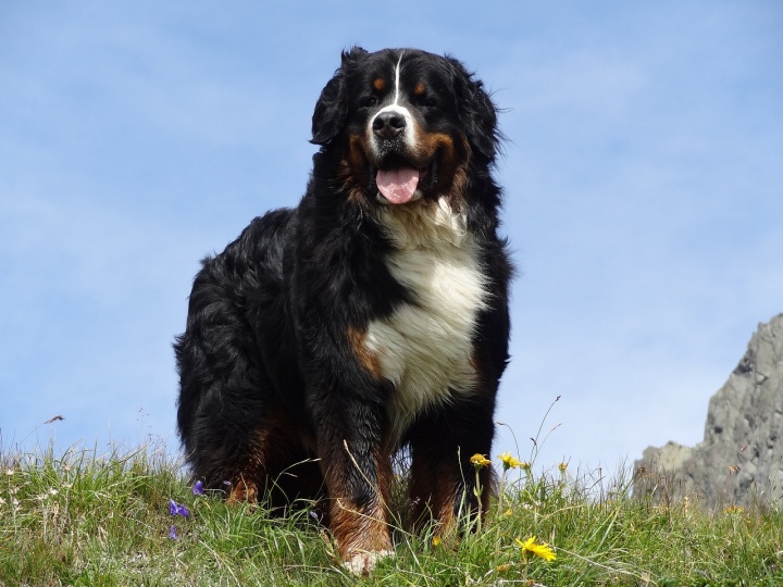 bernese-mountain-dog-2148857_1280