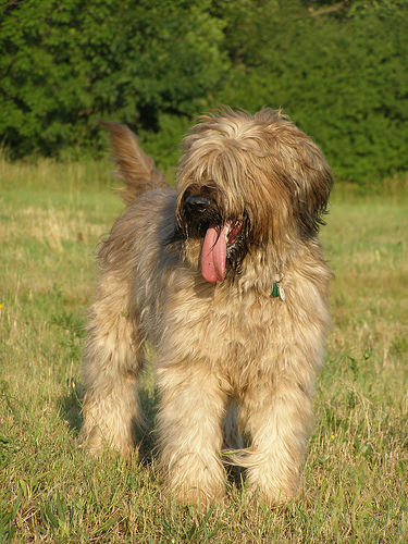 Briard, a jó pásztor