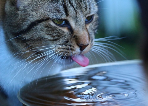 cat-1199259_1280