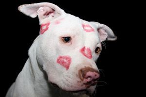 Ne félj a kutyától! - Pit bull