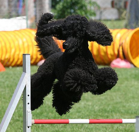 Neveljünk bajnokot! Ilyen a jó sportkutya edzés és kiképzés 3. rész