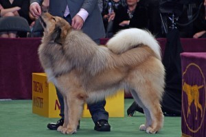 Tibeti masztiff vagy do-khyi