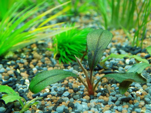 bucephalandra-3393508_1280