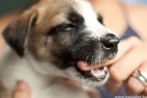 Boldog vagy szomorú? Te érted a kutyádat?