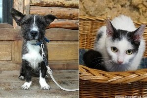 Négylábú szeretetfutár: örökbefogadás az ünnepek alatt
