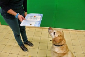 Új hazai kutatás: a túlsúlyos kutya és ember között hasonlóságot találtak