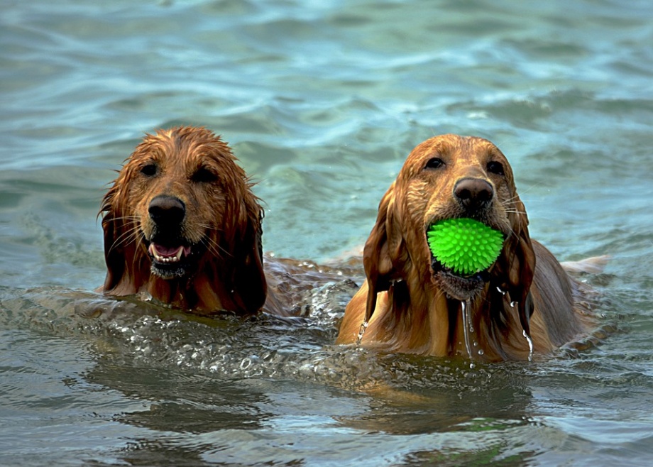 dogs-1642367_960_720