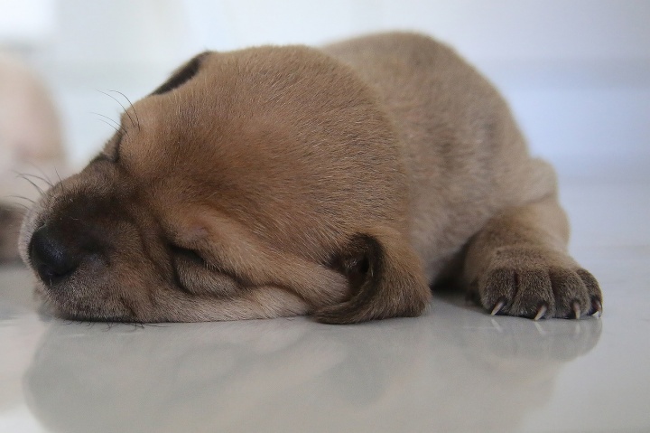 dog-4897666_1280
